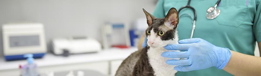 Como abrir uma Clínica Veterinária em Portugal