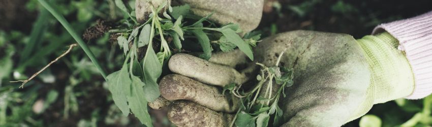 Como montar uma empresa de jardinagem