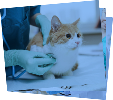 Utilização do Vendus como POS de um estabelecimento de clínica veterinária